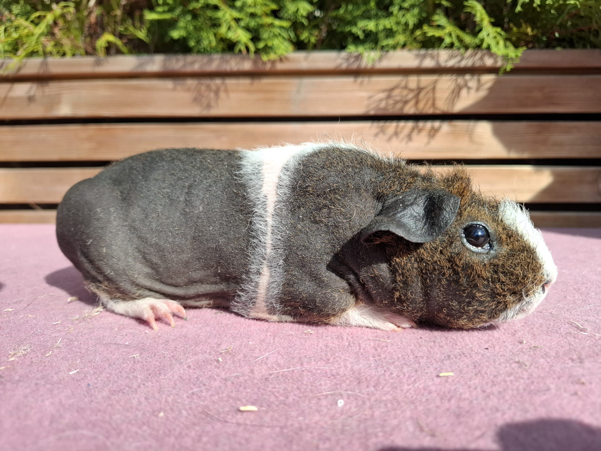 Krobus
