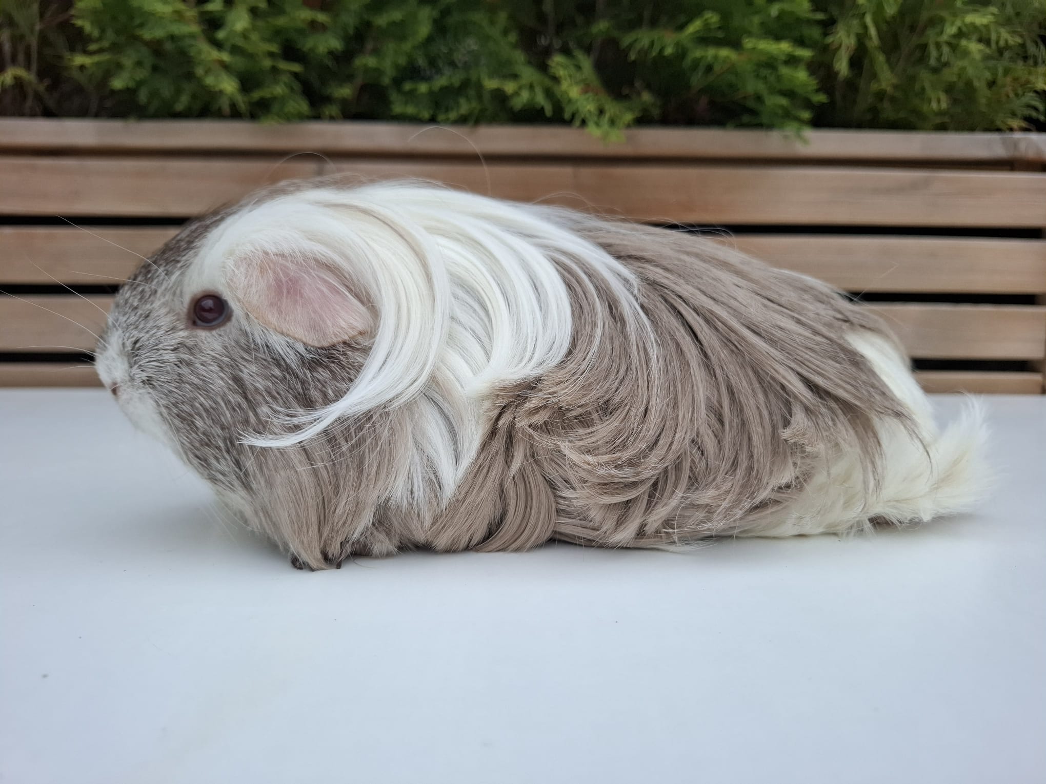 Jodi