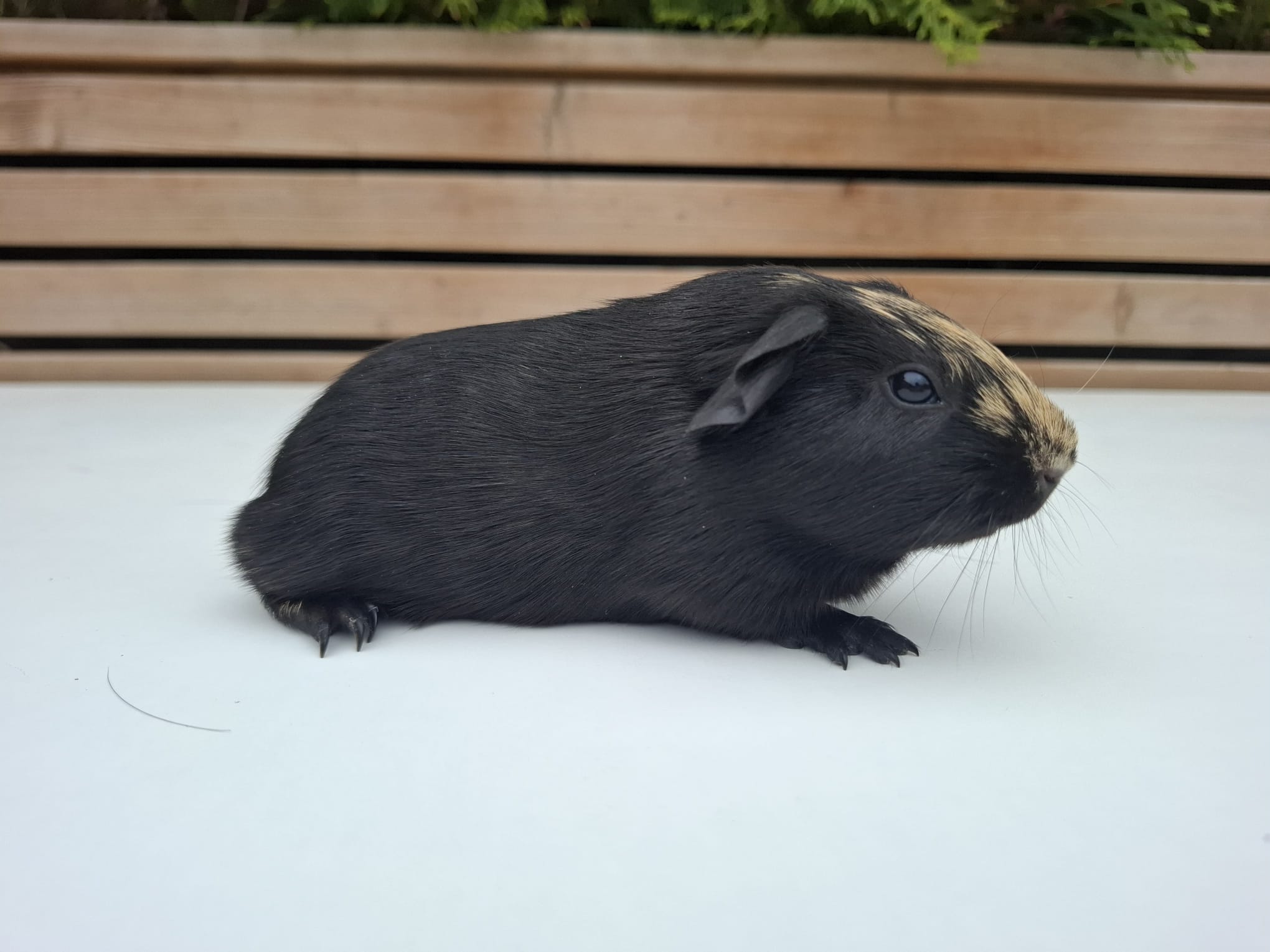 Cleo