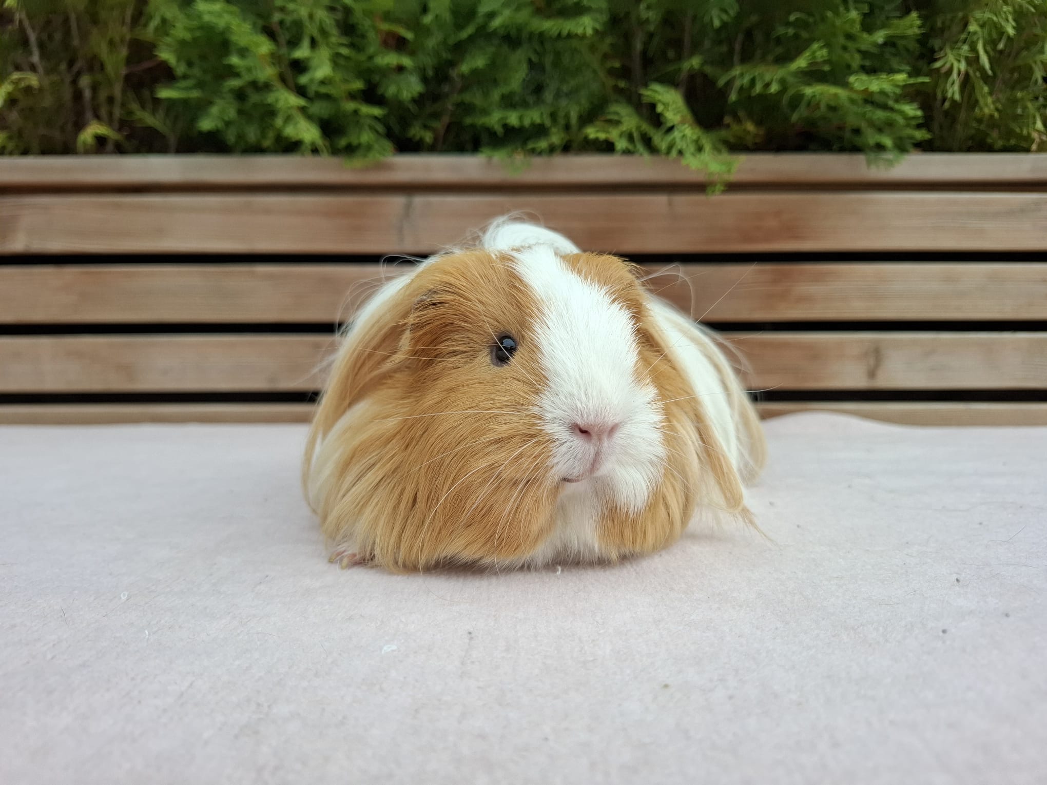 Penny