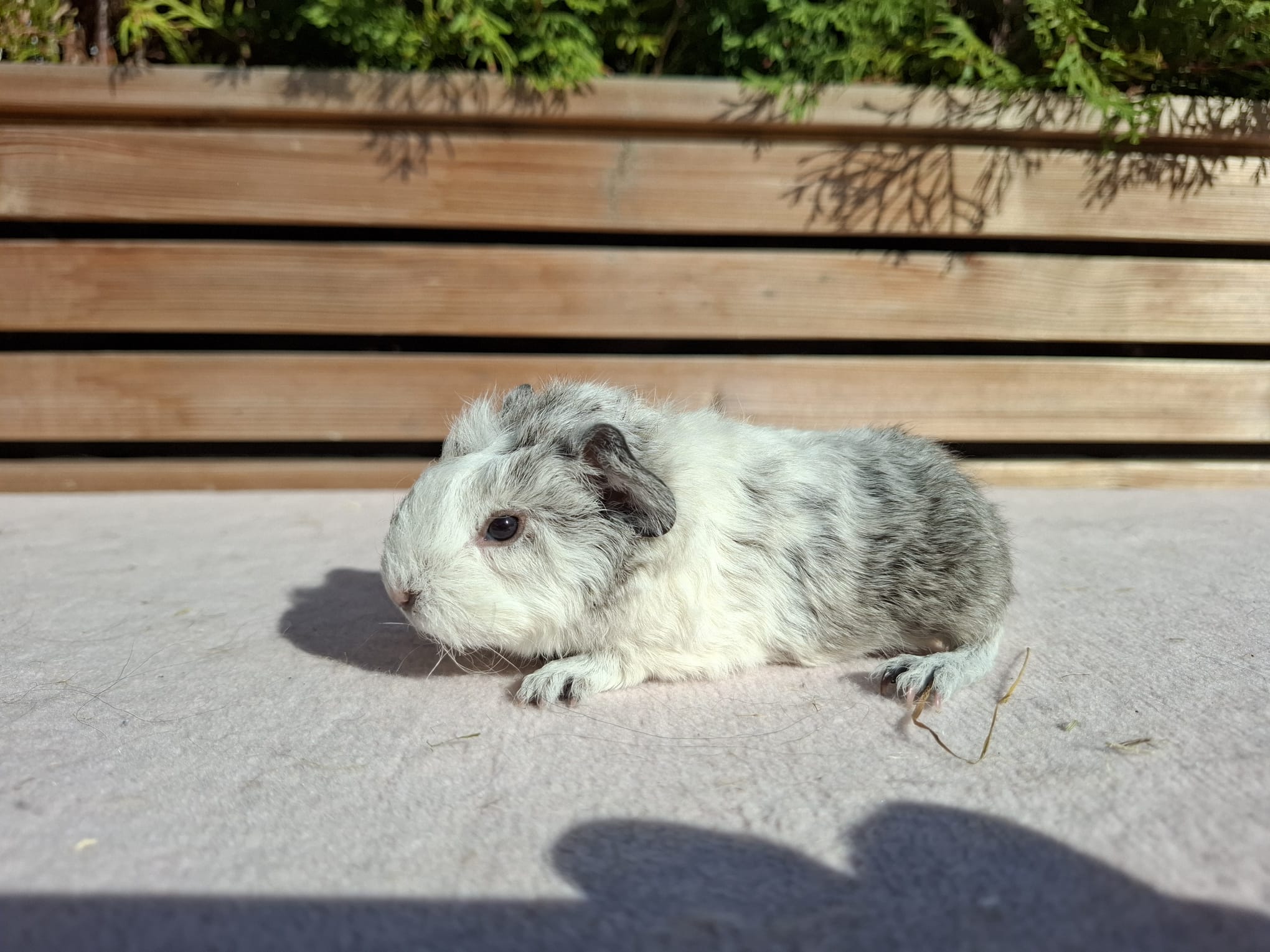 Humphrey