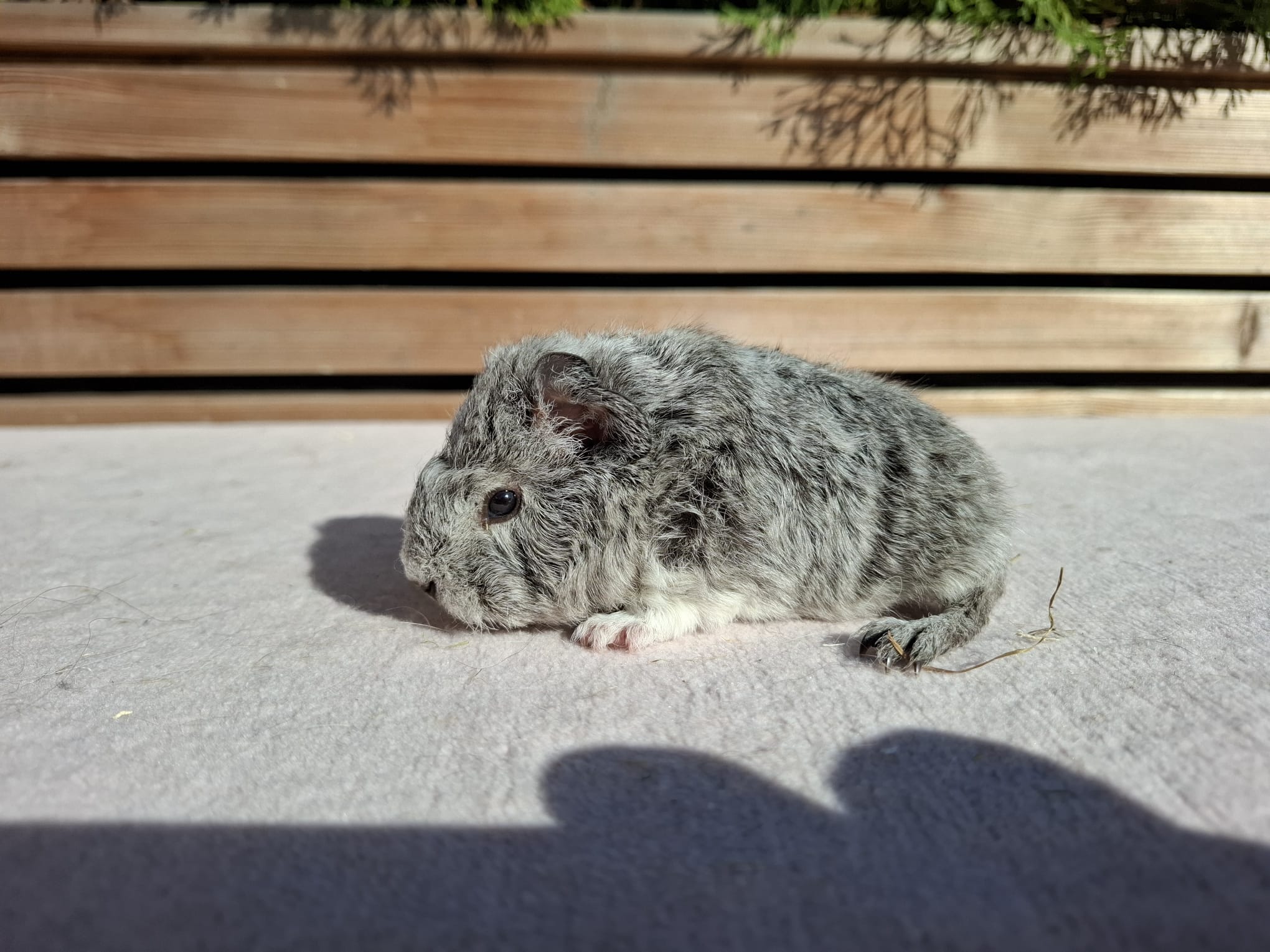 Viktor