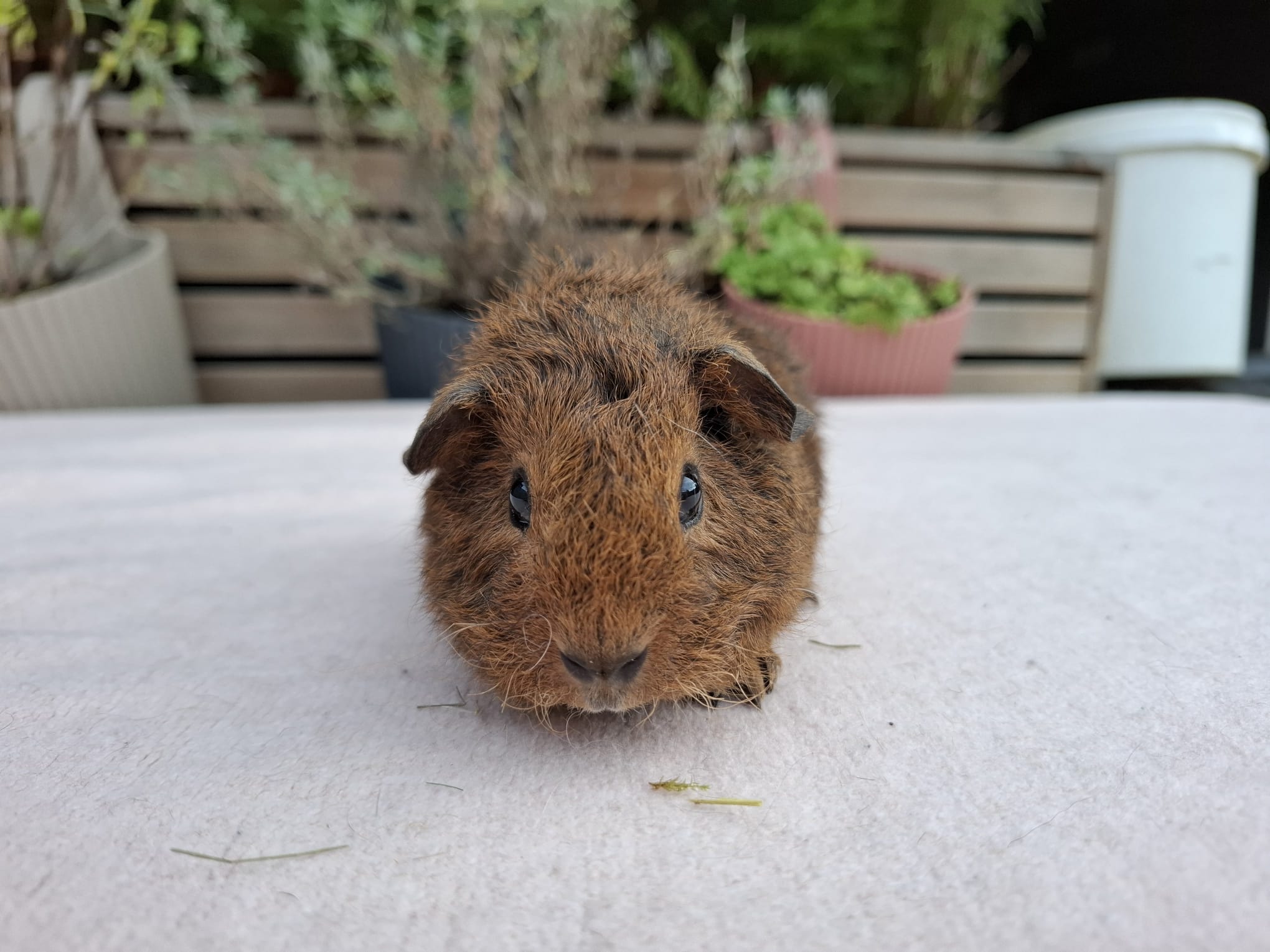 Front foto van Diddy