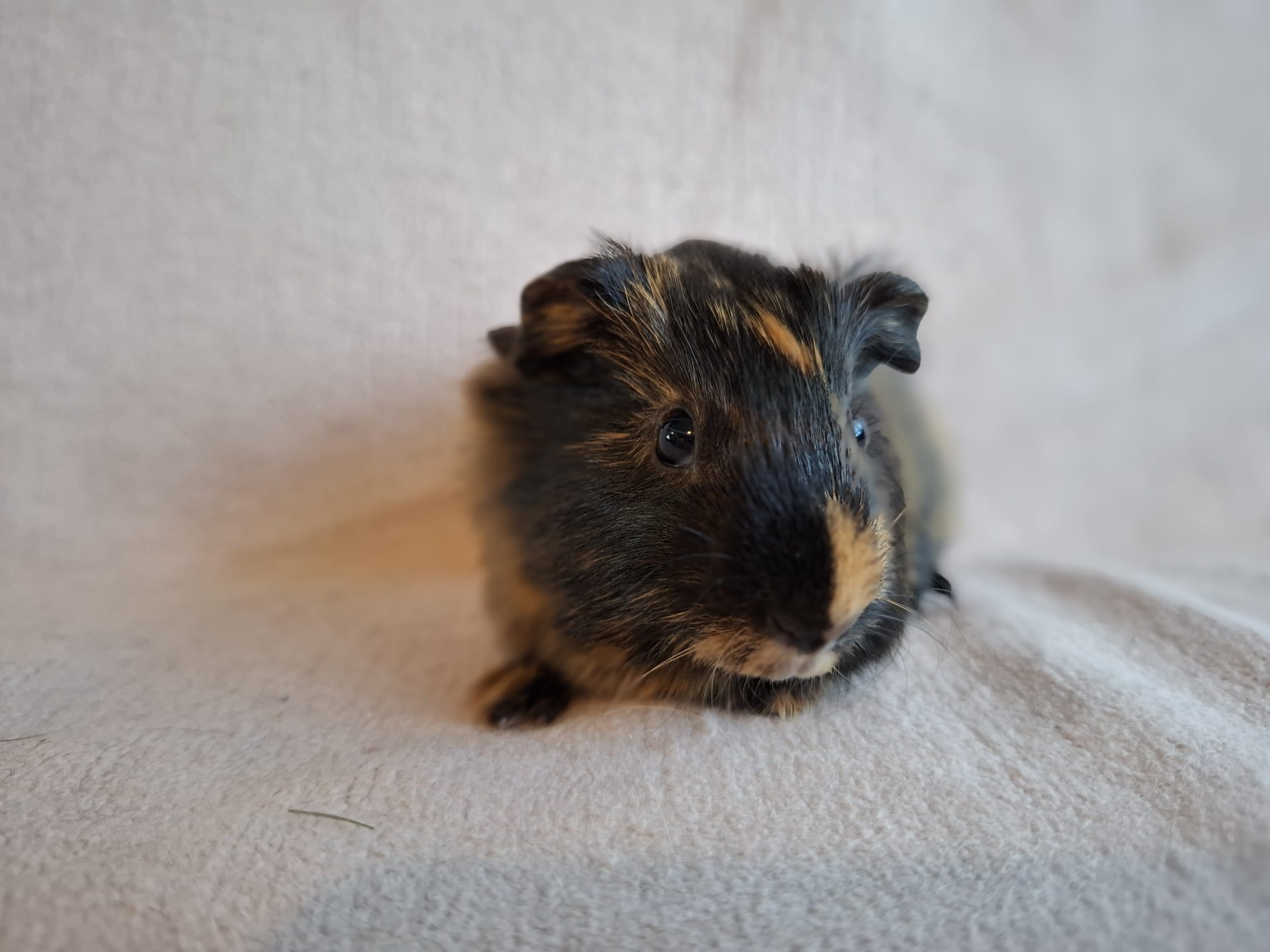 Front foto van Erika