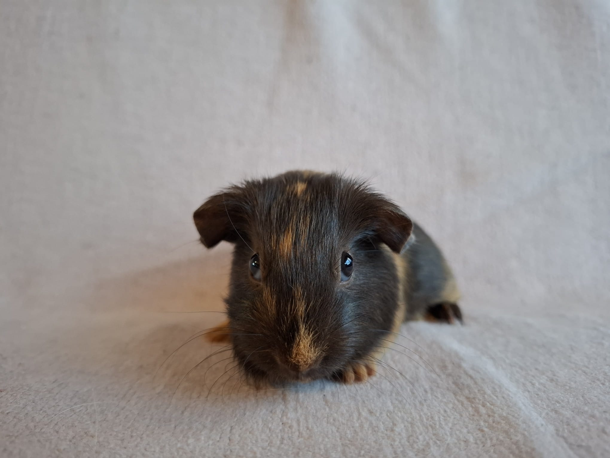 Front foto van Blaine