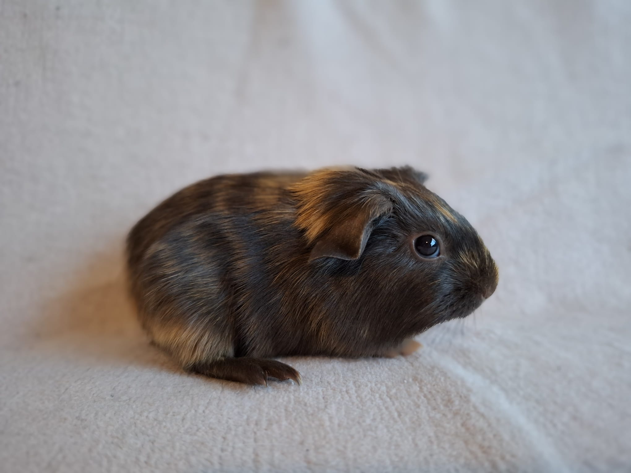 Right foto van Blaine