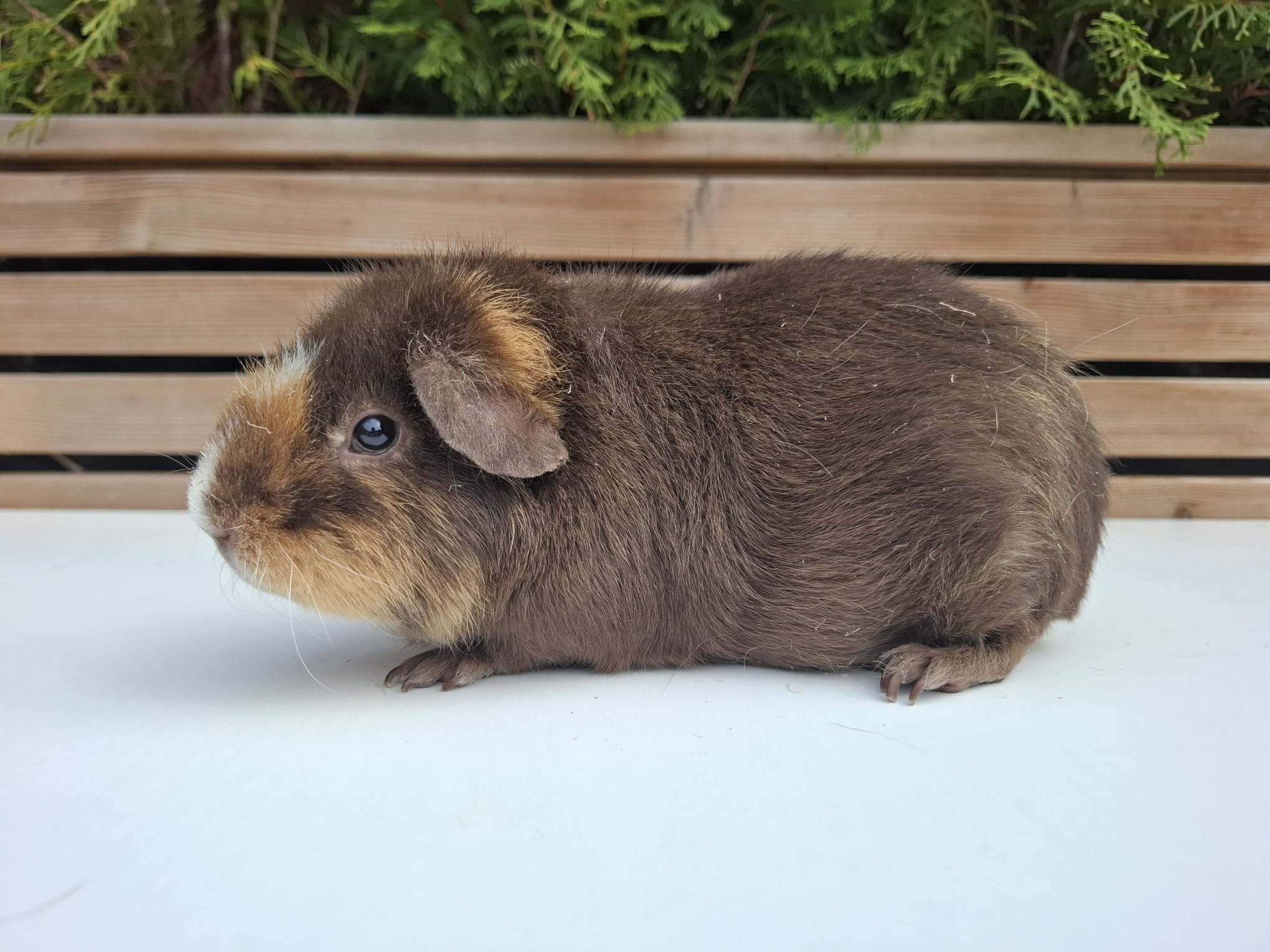 Maru