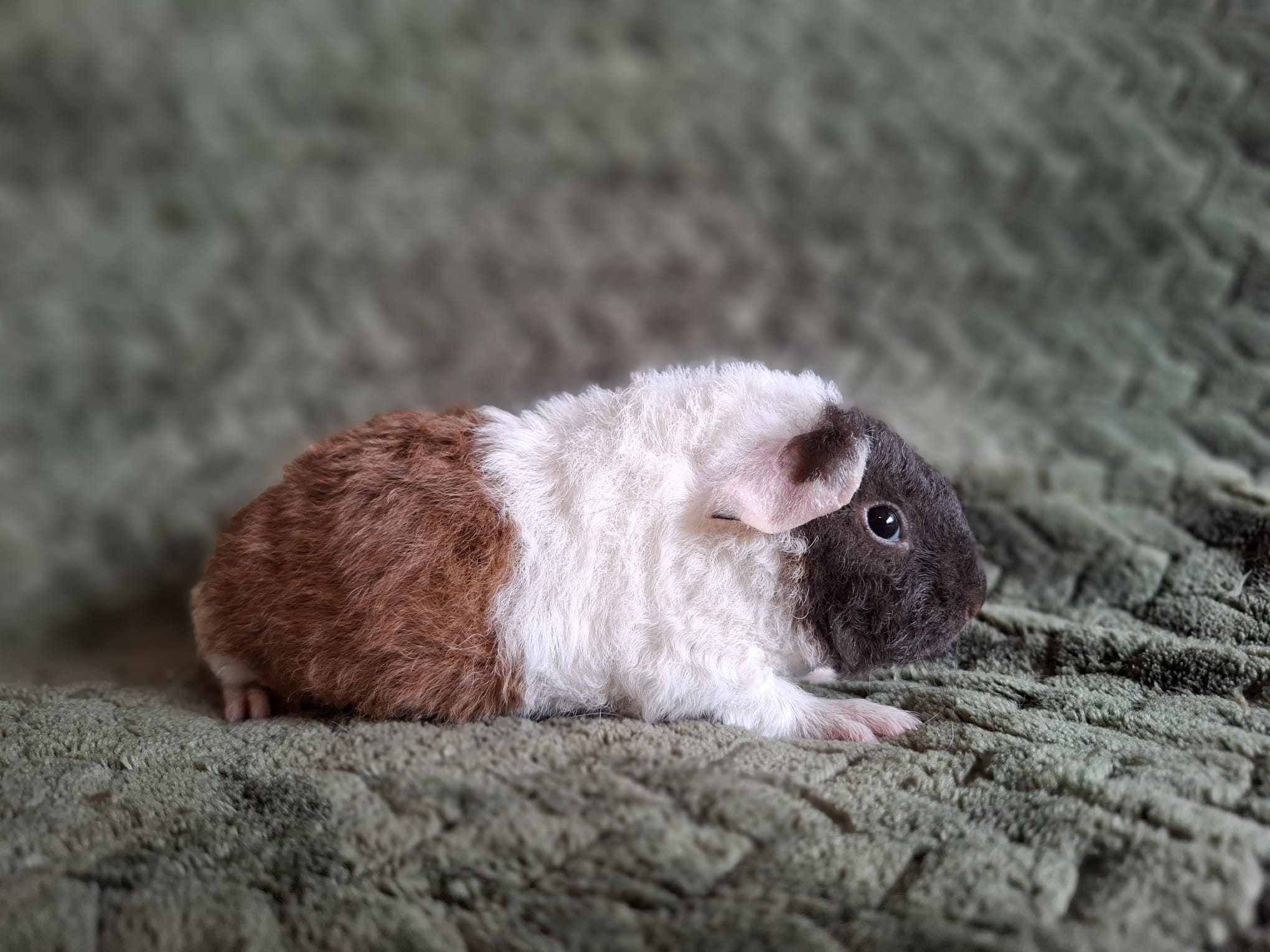 Foto van Rauru