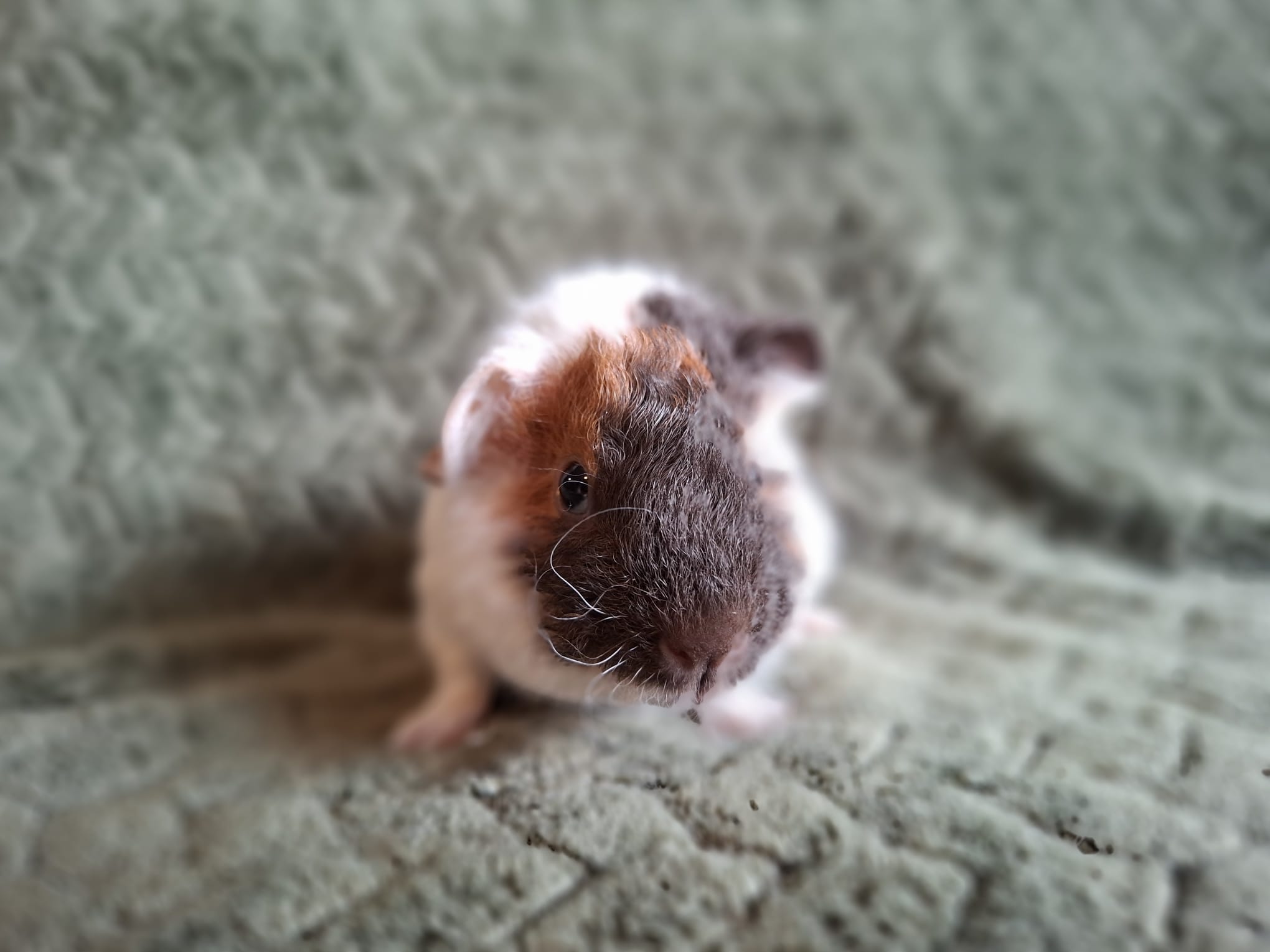 Front foto van Ruto
