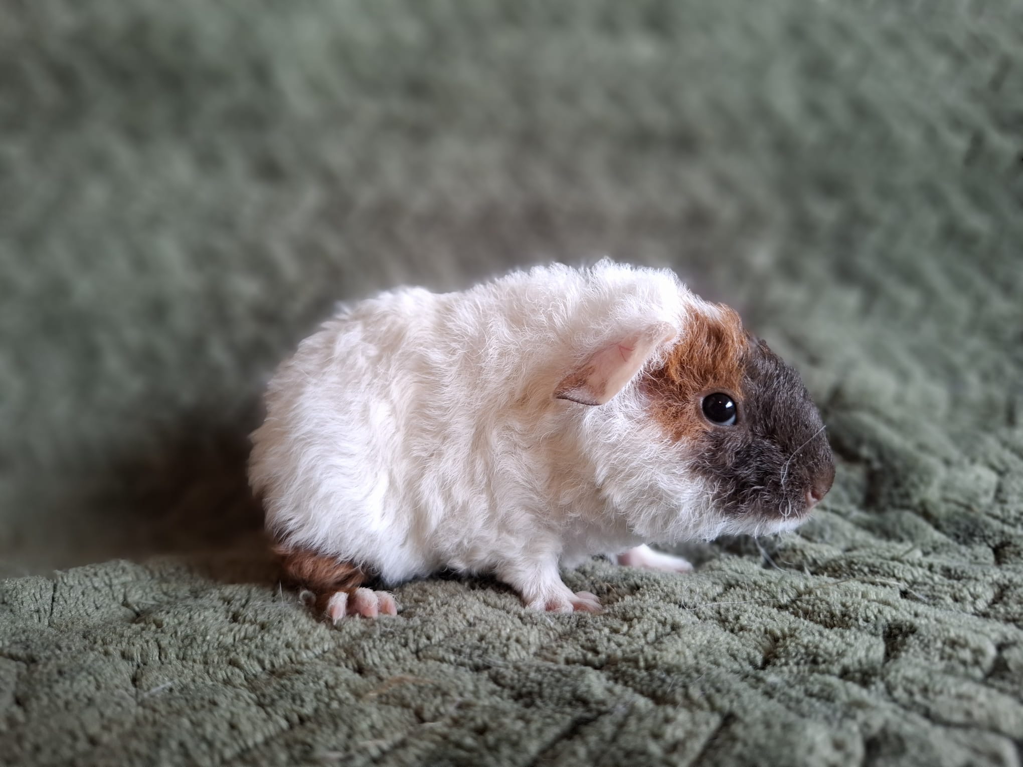 Foto van Ruto