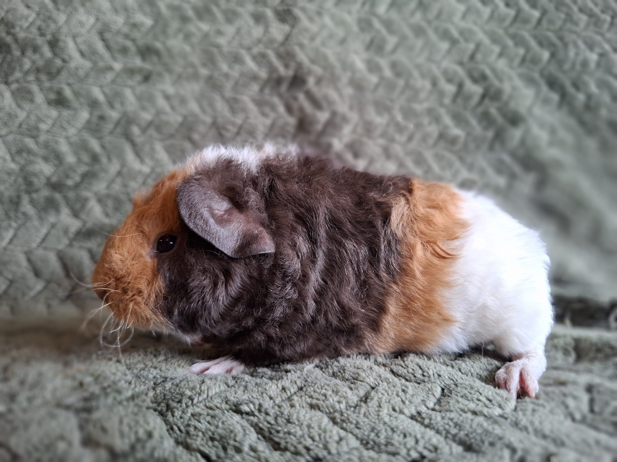 Foto van Saria